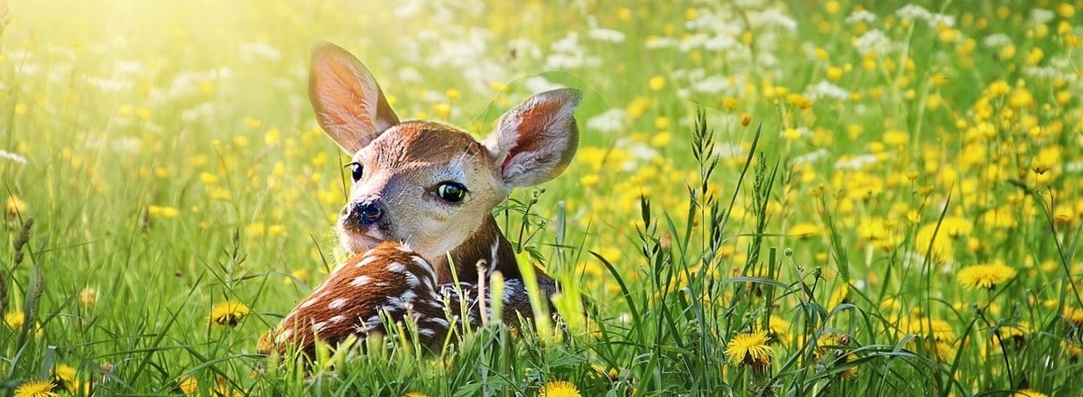 Faucher sans blesser : Sauvons Bambi