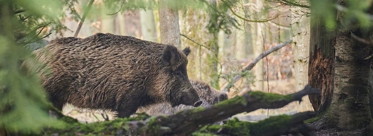 La Peste Porcine Africaine de nouveau à nos portes ! 🐗🐷