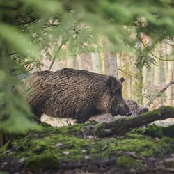 La Peste Porcine Africaine de nouveau à nos portes ! 🐗🐷