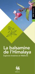 Balsamine de l'Himalaya