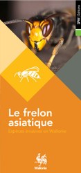 Frelon asiatique