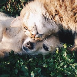 Dog ID / Cat ID – Ne courez pas le risque de le perdre !